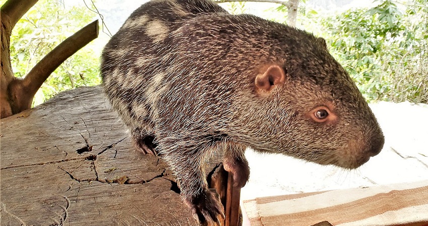 Pacarana, que ‘tomou banho’ em vídeo da internet, é filmada pela primeira vez no Acre