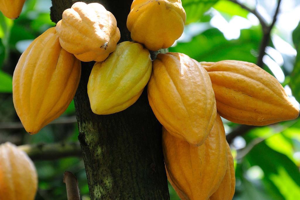 Tuerê e o cacau: produção familiar para reflorestar a Amazônia