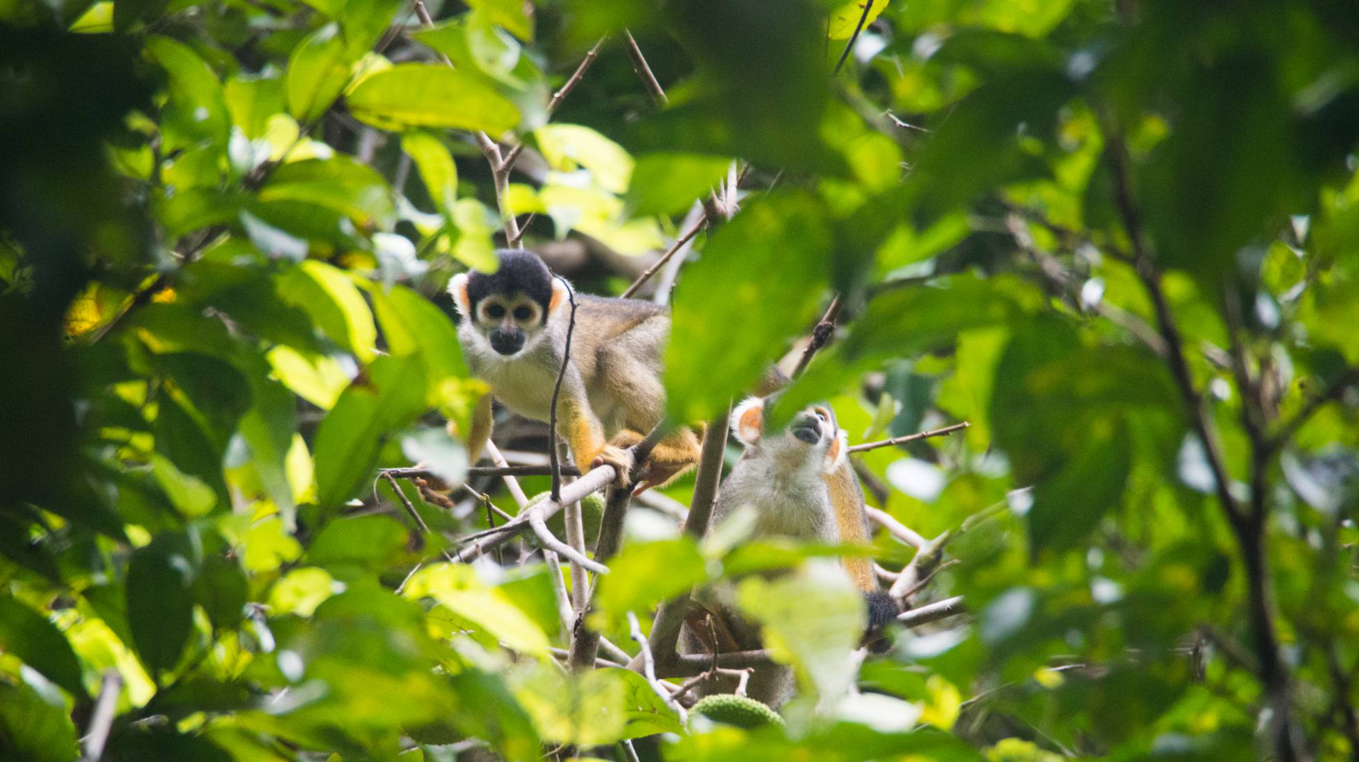 O ‘reality show’ de animais que quer desvendar os segredos da Amazônia