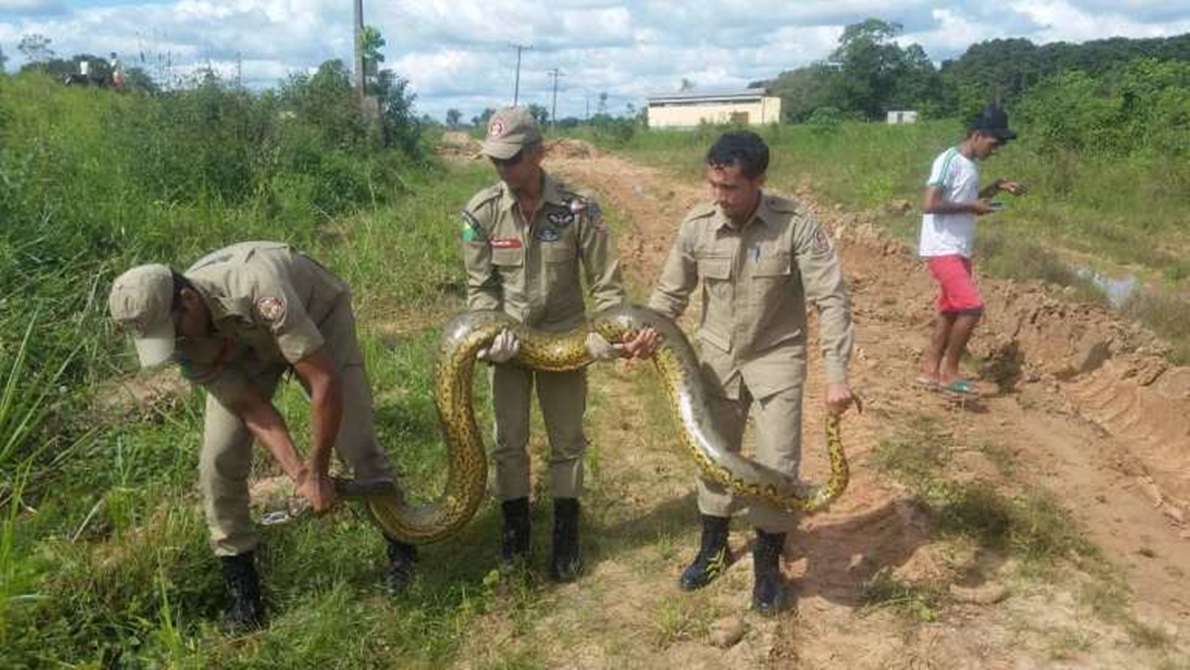 Sucuri de cinco metros é encontrada em Tarauacá; animal foi resgatado pelos bombeiros