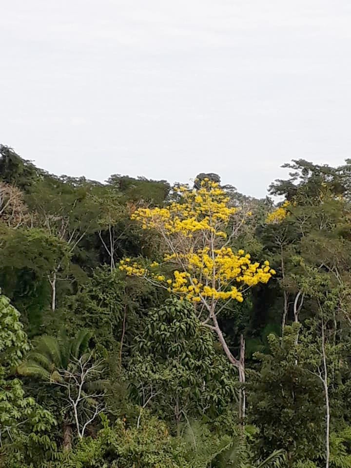 Em clima de Copa do Mundo, internauta registra imagens da floresta acreana em verde e amarelo