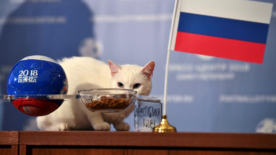 Copa 2018 já tem ‘vidente’: gato Achilles diz que Rússia vai vencer o jogo de abertura na quinta-feira