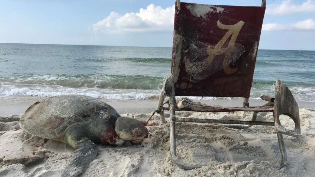 Tartaruga marinha rara morre após ficar presa em cadeira descartada no mar