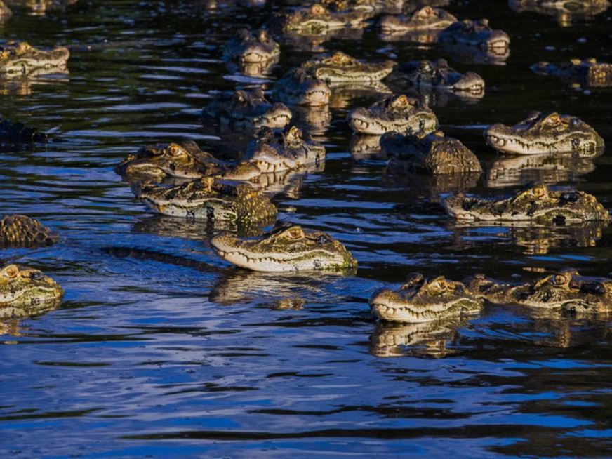 Amazonas terá abatedouro de jacarés e carne deve chegar aos supermercados
