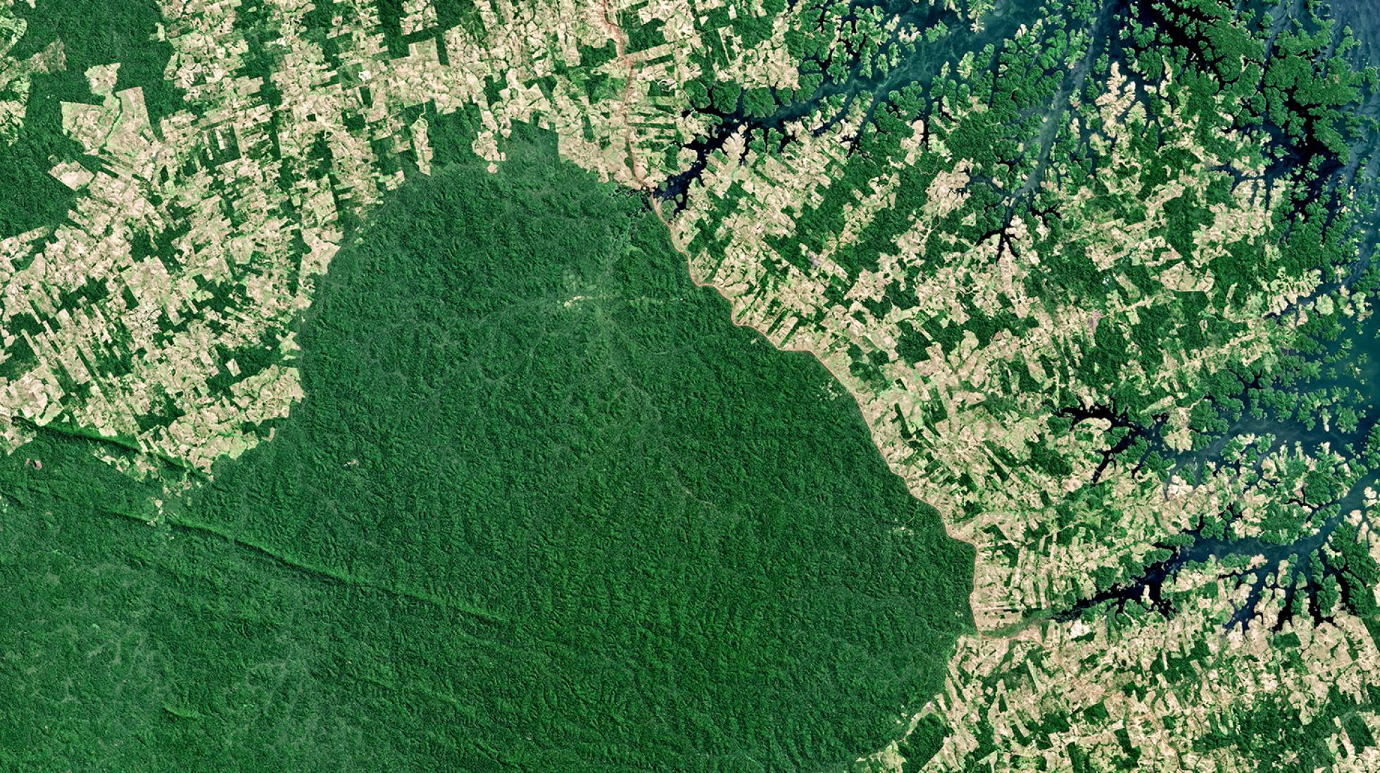 Dinheiro oculto em paraísos fiscais patrocina o desmatamento na Amazônia