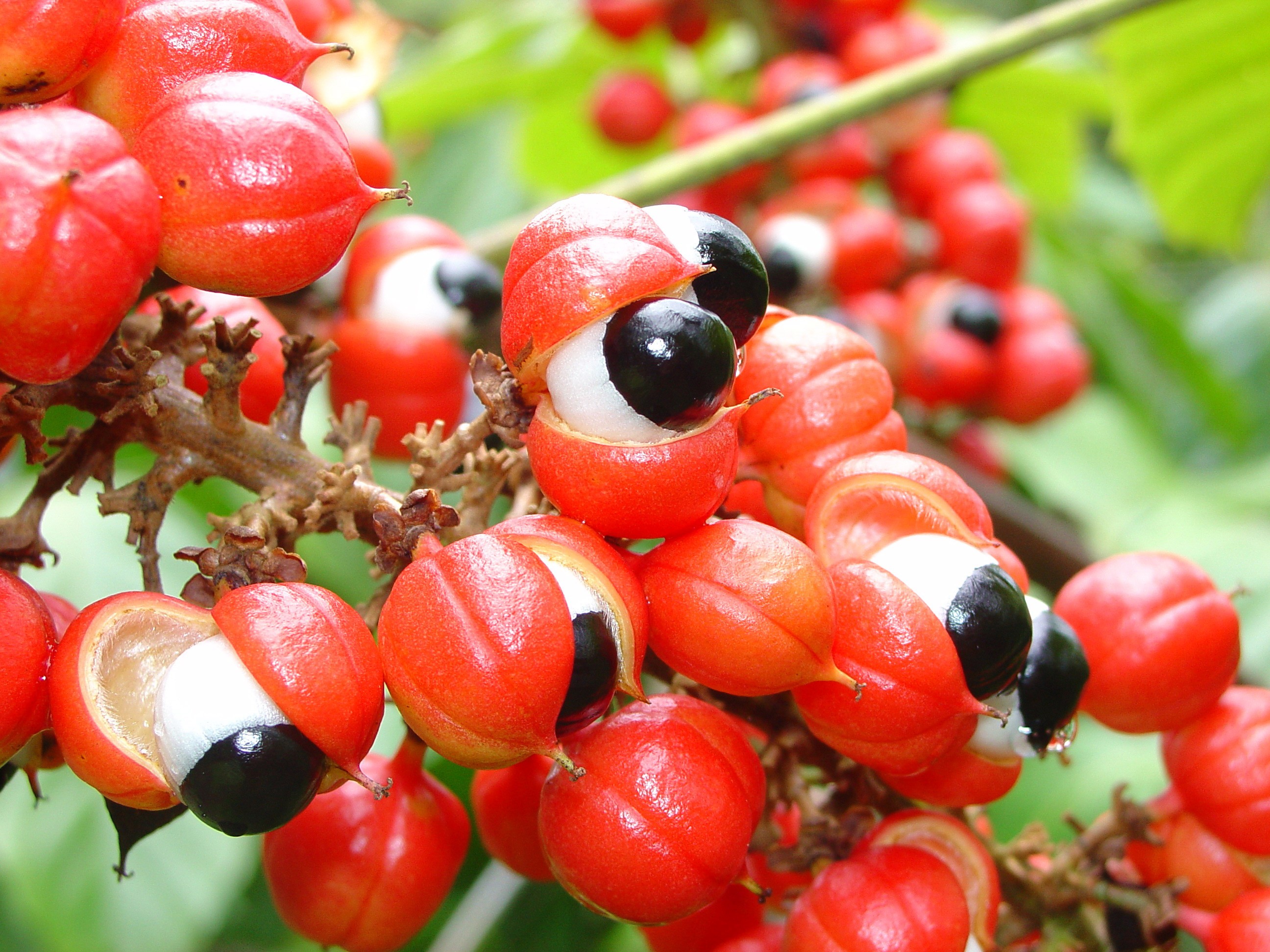 Guaraná e unha-de-gato: plantas medicinais que aliviam sintomas do câncer