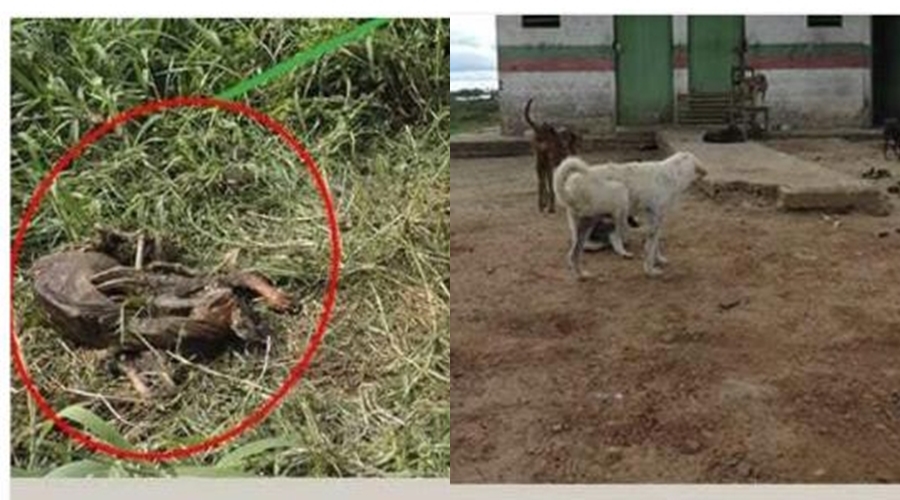 Vereadoras denunciam que cães estão morrendo de fome e sofrendo maus tratos no Canil da prefeitura de Tarauacá