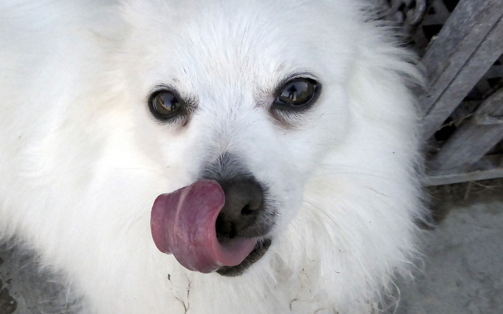 Homem tem pernas e mãos amputadas após contrair bactéria de saliva de cachorro, nos EUA