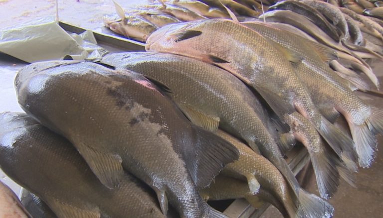 China ultrapassa o Brasil e vira lĂder mundial na produção de tambaqui amazĂ´nico, tĂpico do Acre