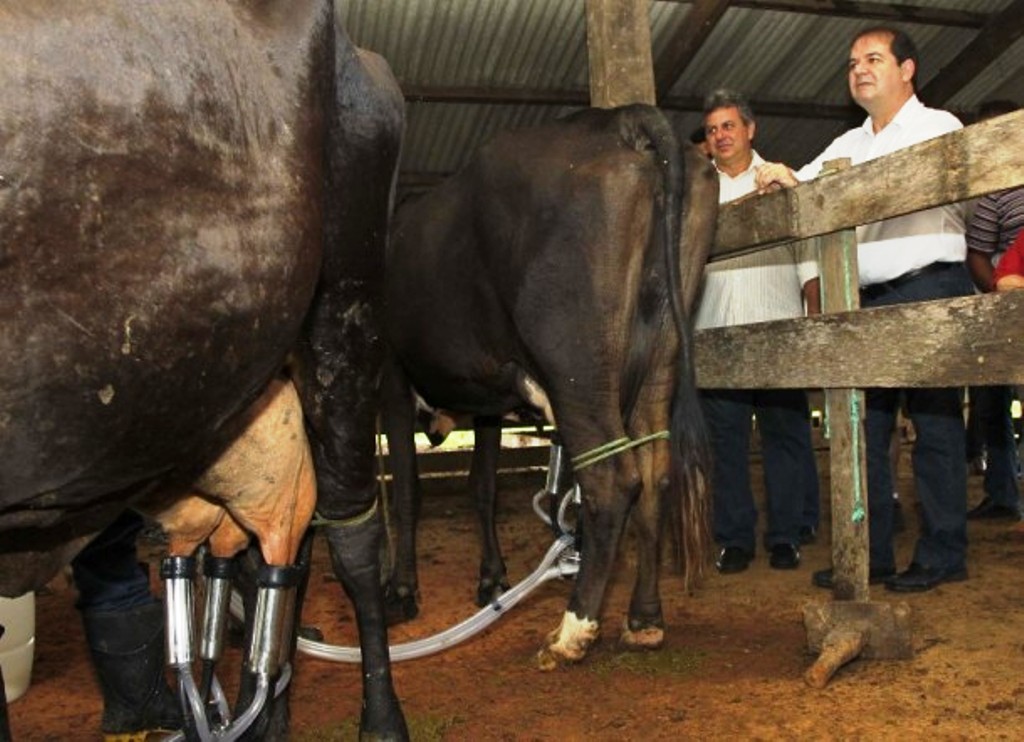 Tião Viana abre leilão público para vender vacas leiteiras e prenhes de propriedade do governod