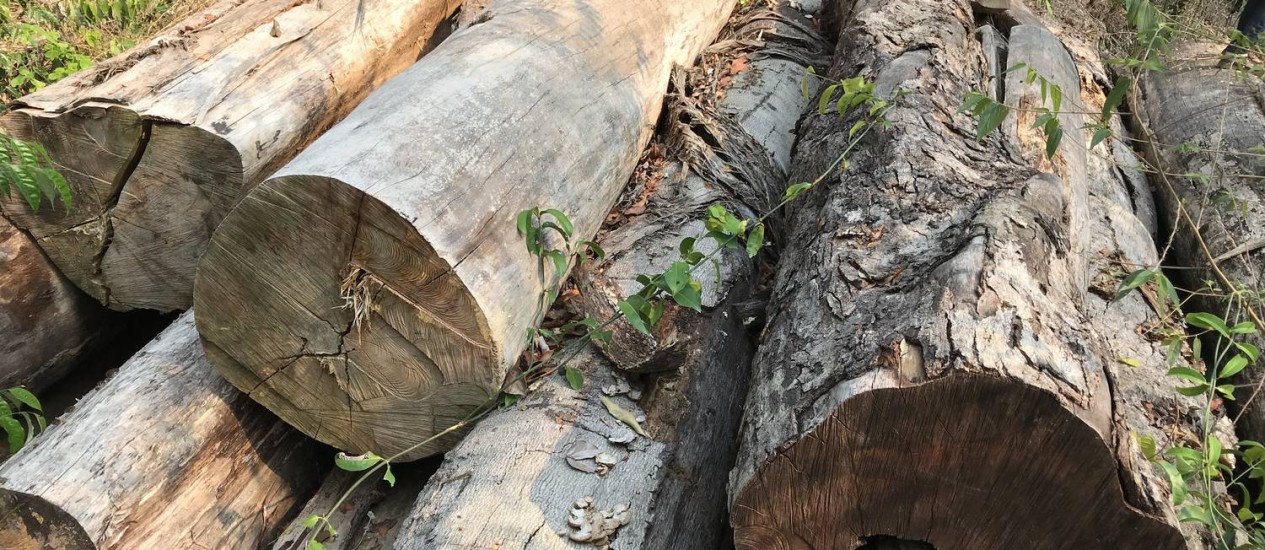 Madeireiras da Amazônia fraudam licenças para extrair mais do que o permitido