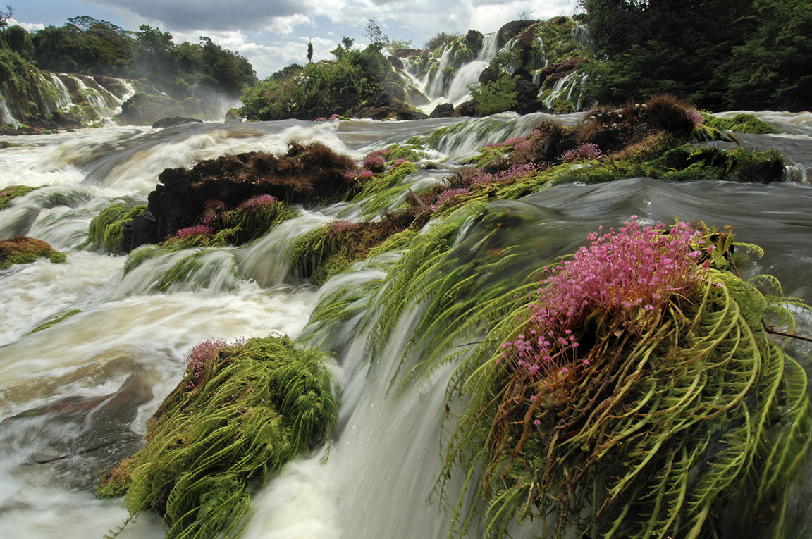 No Dia da Amazônia, fotógrafos celebram a maior floresta tropical do mundo; FOTOS