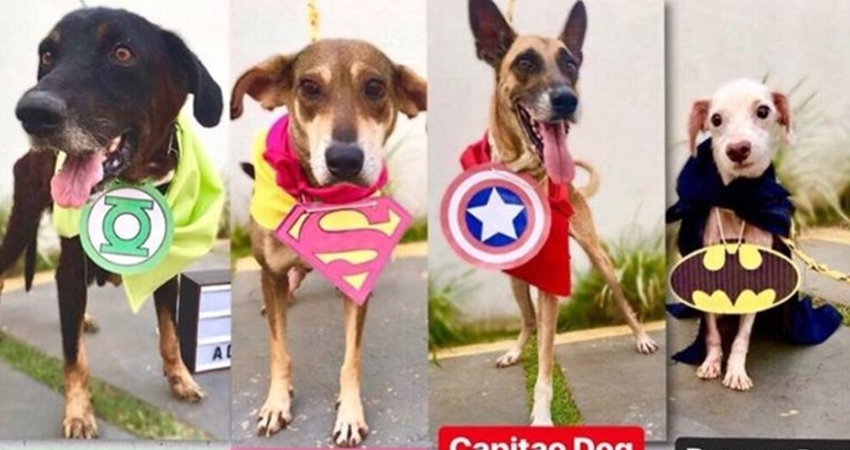 ONG faz ensaio fotográfico com “Super Heróis da Liga Canina” à procura de lares