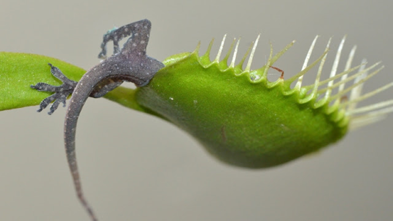 Sete plantas carnívoras que comem animais