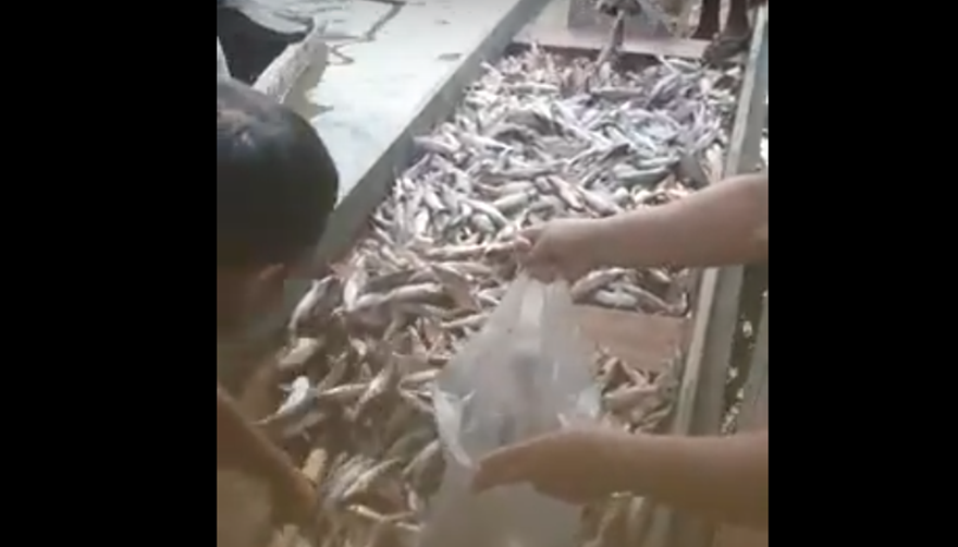 Com chegada da Piracema, mandim está sendo vendido a R$ 5 em Sena Madureira; veja o vídeo
