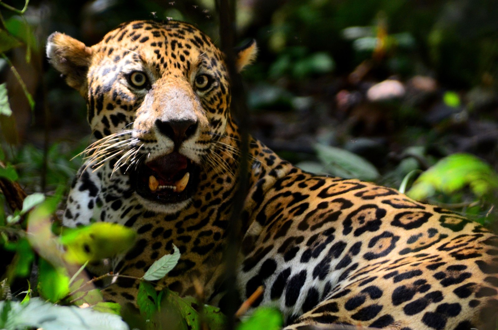 Dia Nacional da Onça-Pintada: 10 coisas que você precisa saber sobre o maior felino das Américas