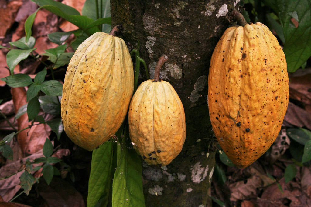 Consumo e ‘domesticação’ do cacau começaram na Amazônia, há 5 mil anos
