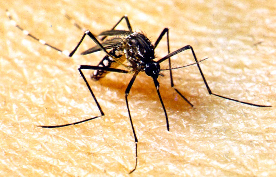 Fármaco pode eliminar vírus da chikungunya e da febre amarela, revela pesquisa