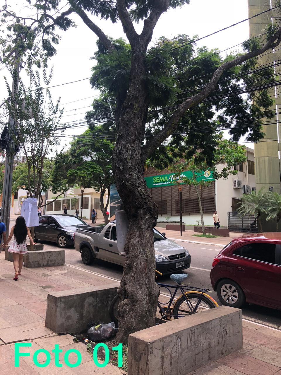 Temendo tragédia, populares denunciam que árvore no Centro da capital corre risco de cair