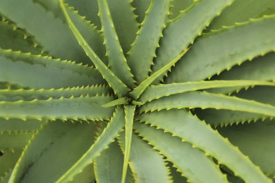 Conheça cinco plantas medicinais fáceis de cuidar e que você pode ter em casa