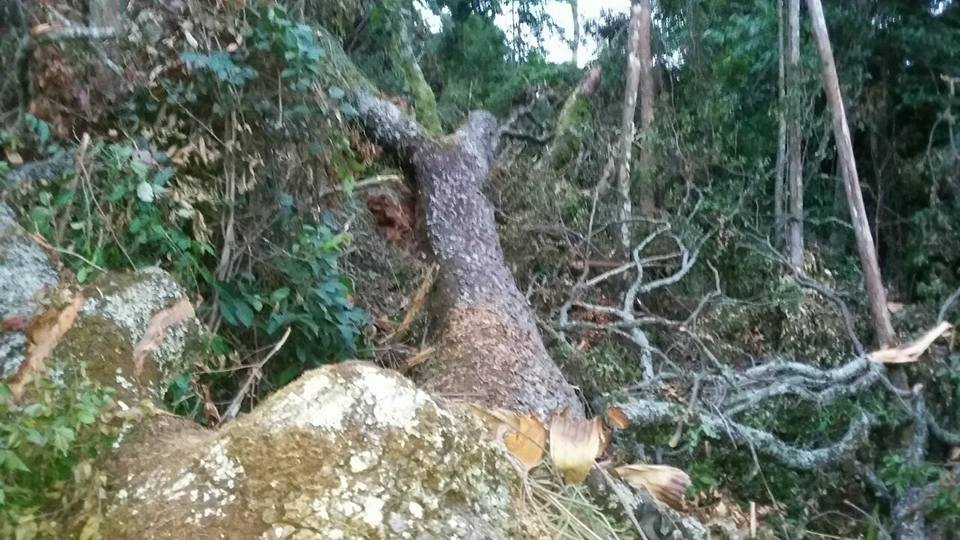 Acreano morre esmagado por árvore durante derrubada na divisa do Acre com Bolívia