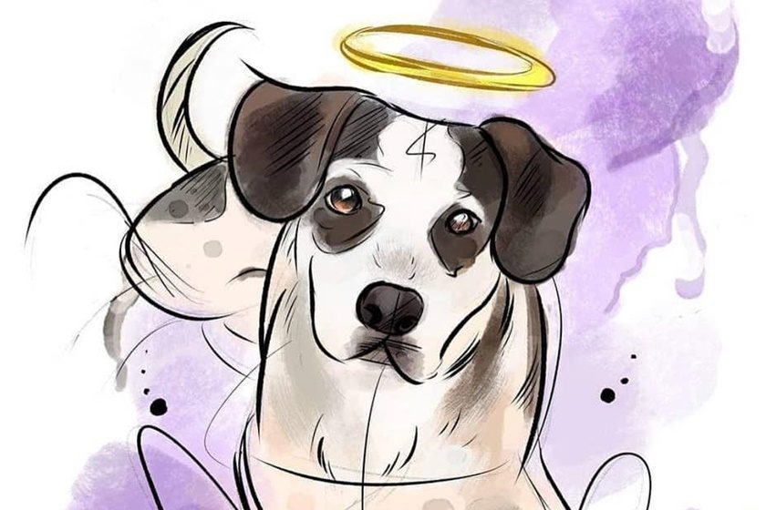 Delegada diz que vídeo da morte de cachorro em SP não deixa dúvidas sobre crime