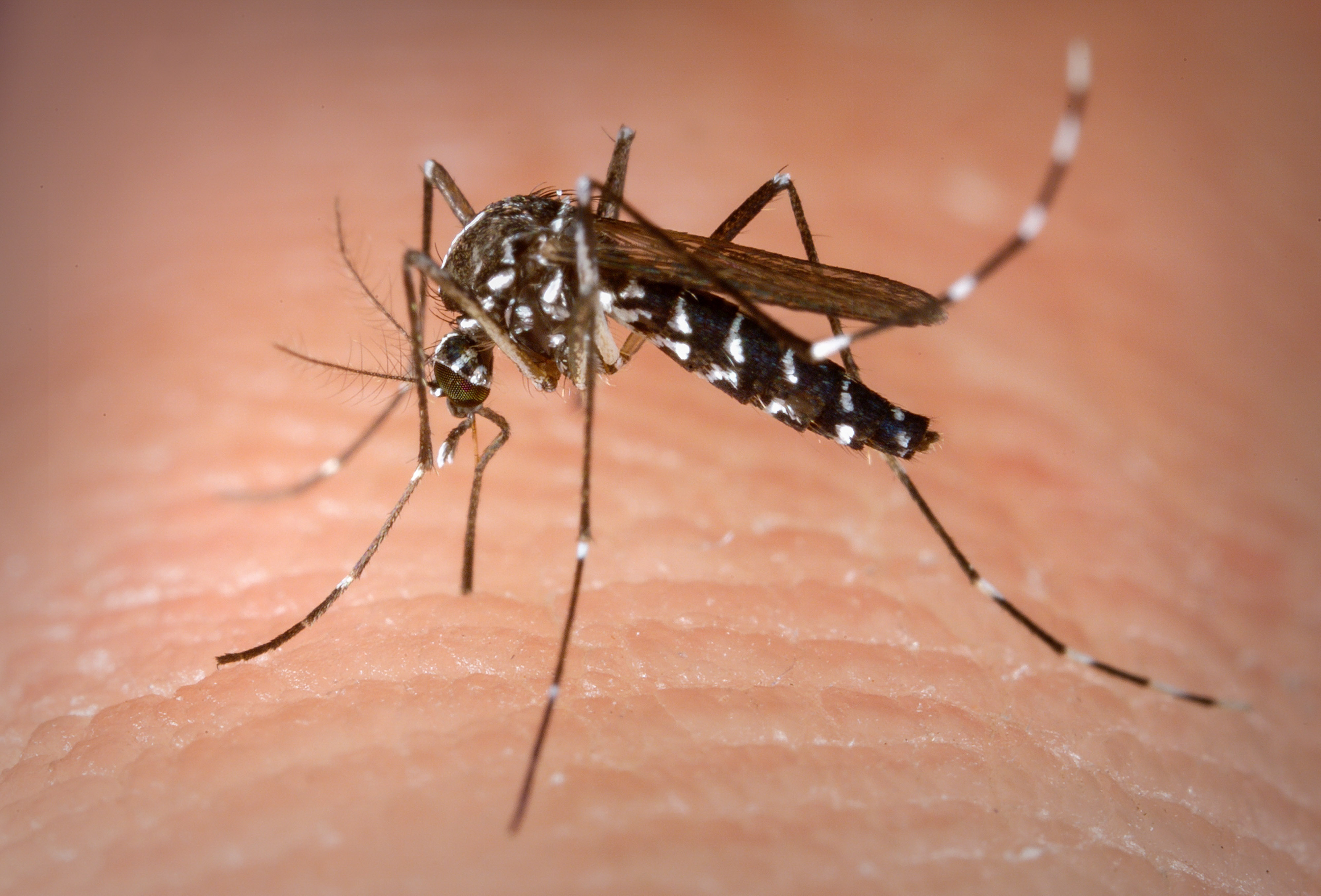 Casos de dengue no Acre aumentam mais de 100% em 2018 e preocupa autoridades
