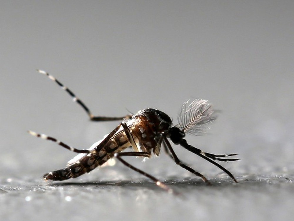 Quase metade dos municípios está em alerta ou com risco de surto para doenças do Aedes