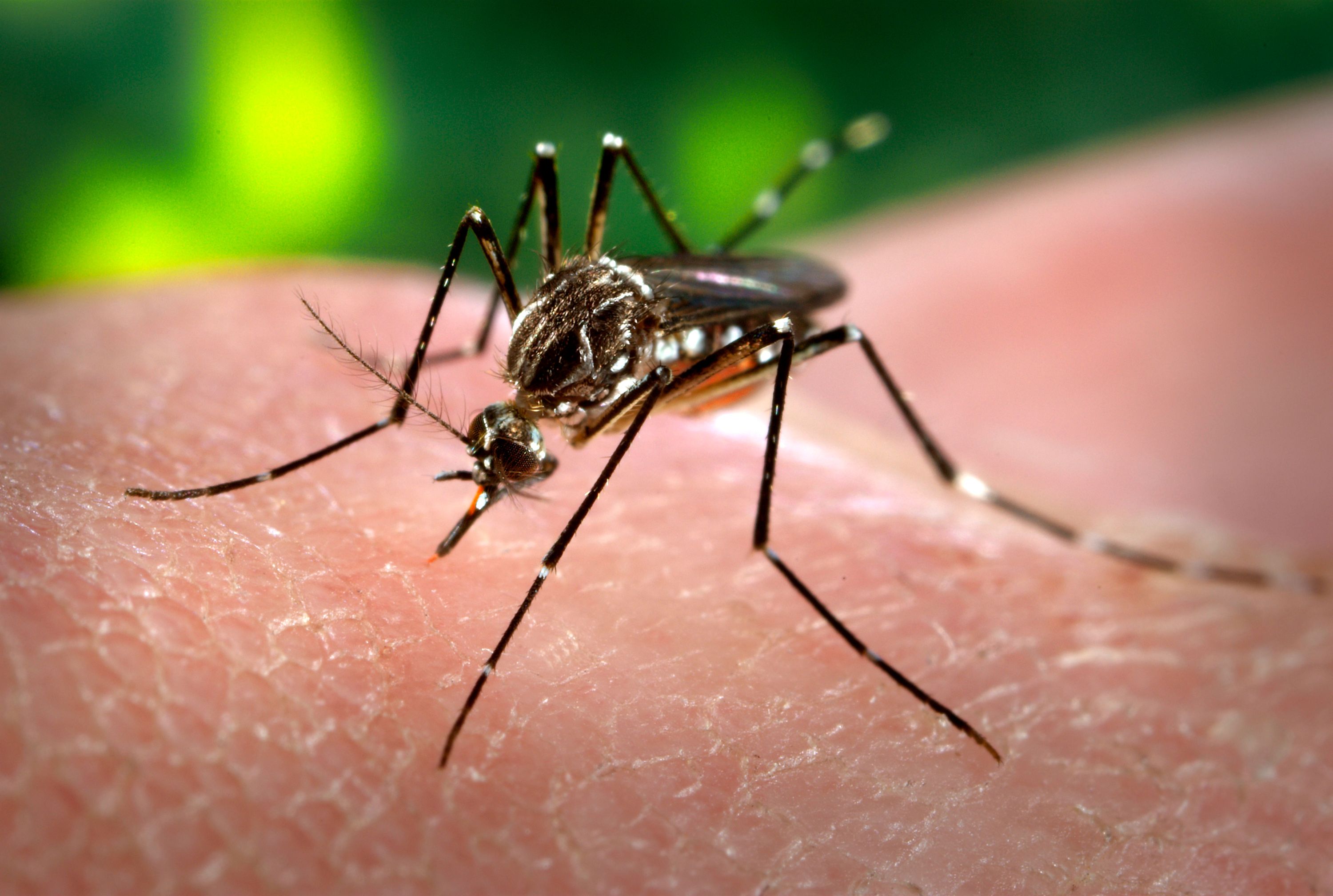 Ministério da Saúde paralisa repasse de inseticida e CZS pode sofrer surto de dengue