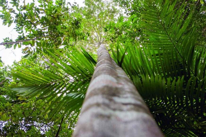 Acre participa de projeto do Mapa para ampliar acesso a produtos sustentáveis da Amazônia