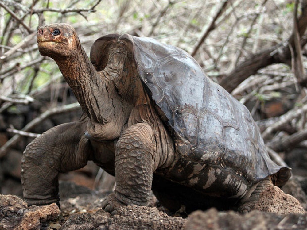 George Solitário, a famosa tartaruga das Ilhas Galápagos, pode ser a chave para a longevidade