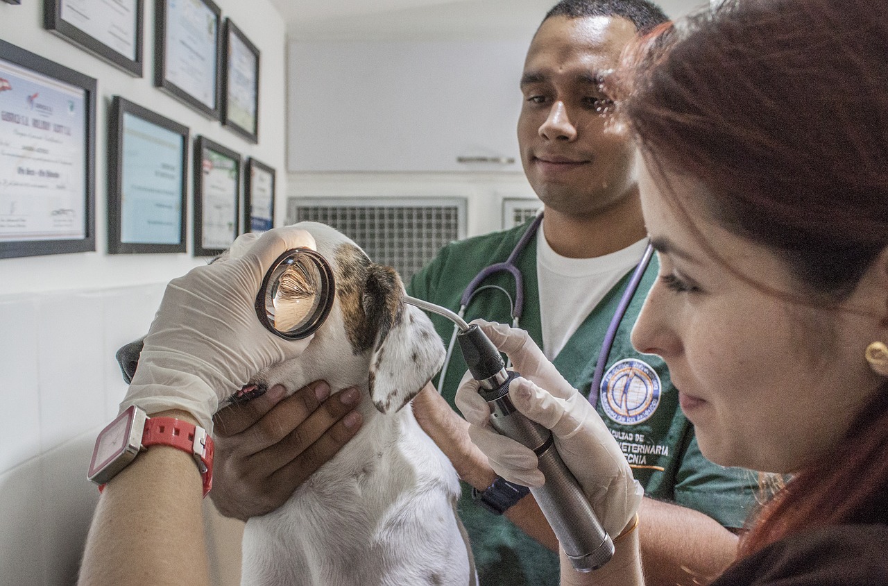 Medicina veterinária: raio X da graduação, áreas de atuação e salários