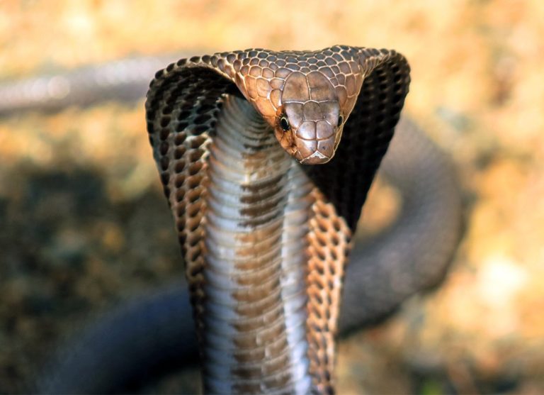 ‘Venenosa do Yaco’: assessor de político com ‘novinha’ e separação badalada na cidade