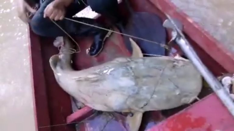 Peixe com mais de 70 kg é capturado em igarapé de Santa Rosa do Purus; veja o vídeo