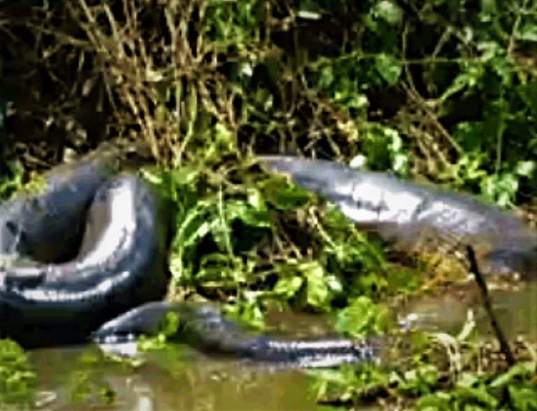 Serpente gigante é filmada no rio Abunã, na fronteira de Plácido de Castro com a Bolívia
