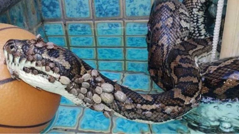 Cobra encontrada com 511 carrapatos passa por tratamento para anemia
