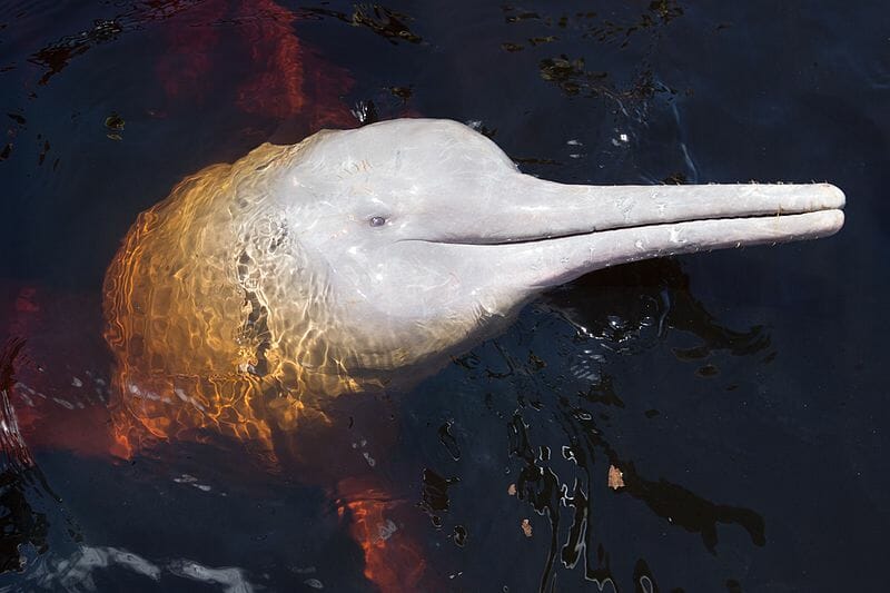 Botos-cor-de-rosa da Amazônia voltam à lista de animais em extinção após 10 anos