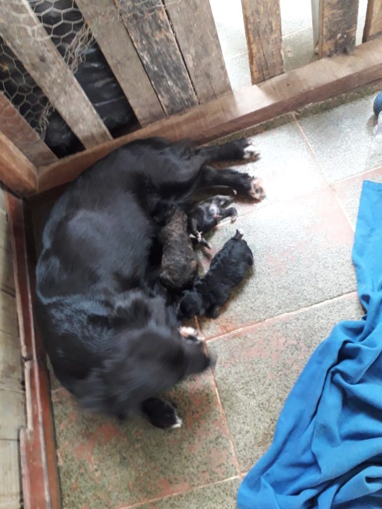 Cachorro nasce sem ânus e dona implora por ajuda para salvar animalzinho