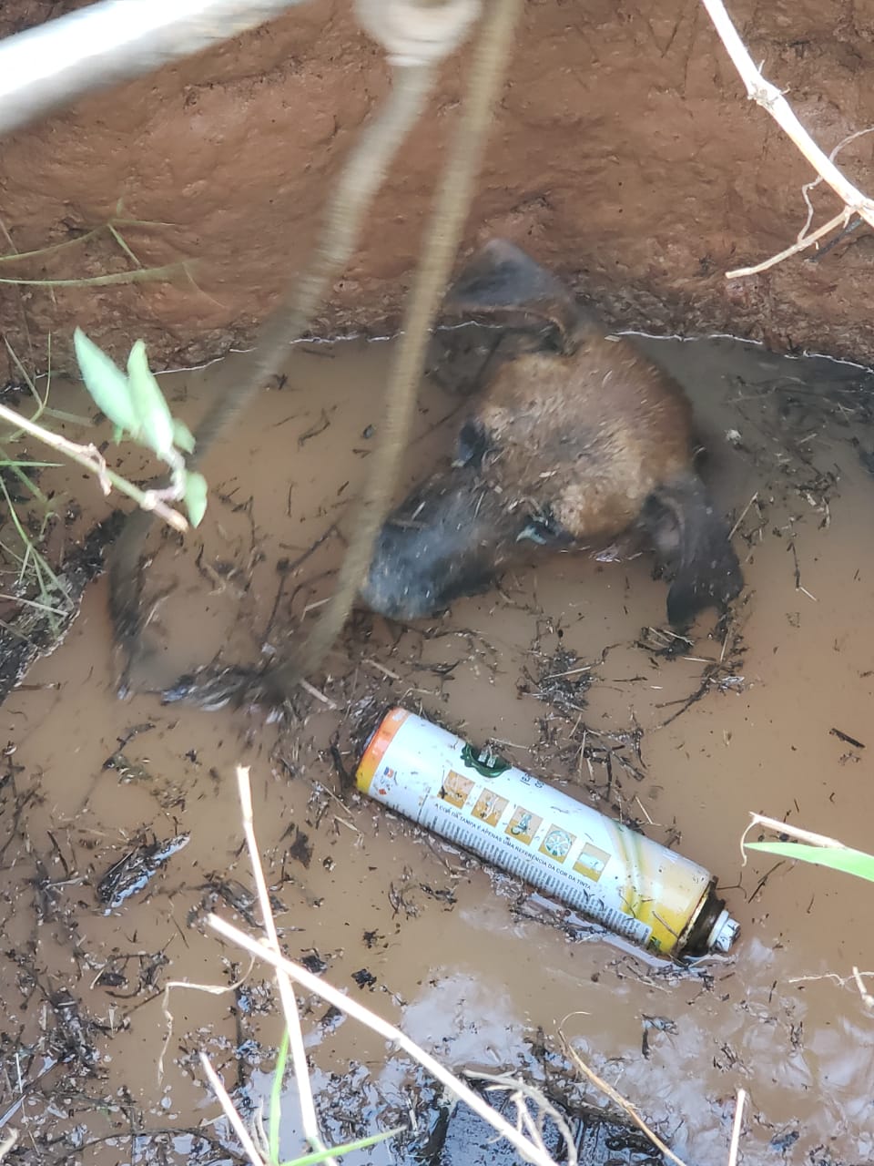 Cão é resgatado por Bombeiros após cair em poço no bairro Xavier Maia