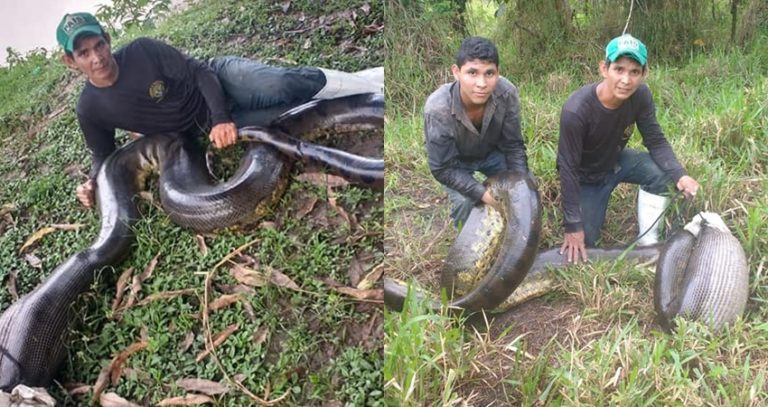 Vídeo: moradores capturam sucuri de quase seis metros no Rio Purus, interior do Acre