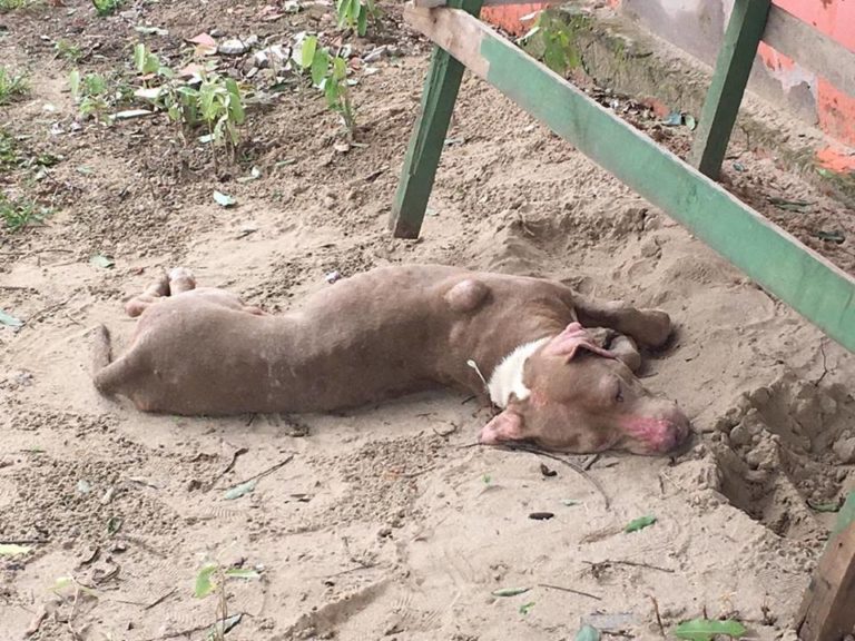 Pitbull usada como cadela reprodutora em canil clandestino é resgata por ONG em Rio Branco