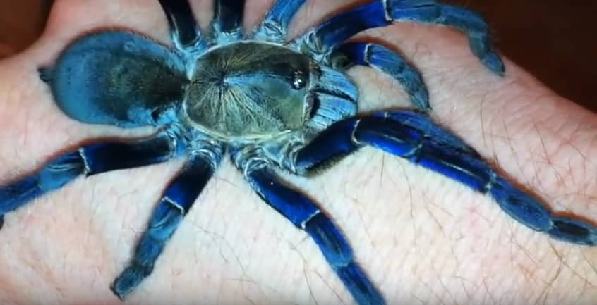 Aranha elétrica, besouro aquático e mais 30 novas espécies descobertas na Amazônia