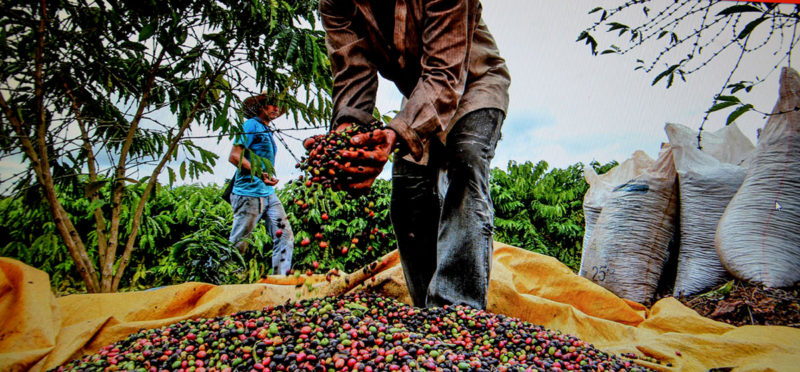 Embrapa de RO vai apresentar no Juruá novos tipos de mudas de café híbridas