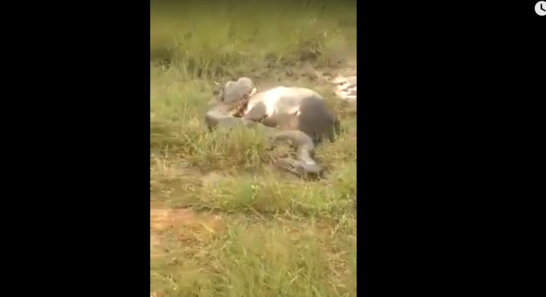 Vídeo: sucuri de mais de 10 metros quase mata bezerro no interior do Acre
