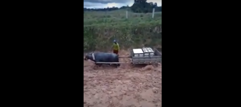 Produtor denuncia péssimas condições dos ramais do Acre: “Aqui até boi fica atolado”