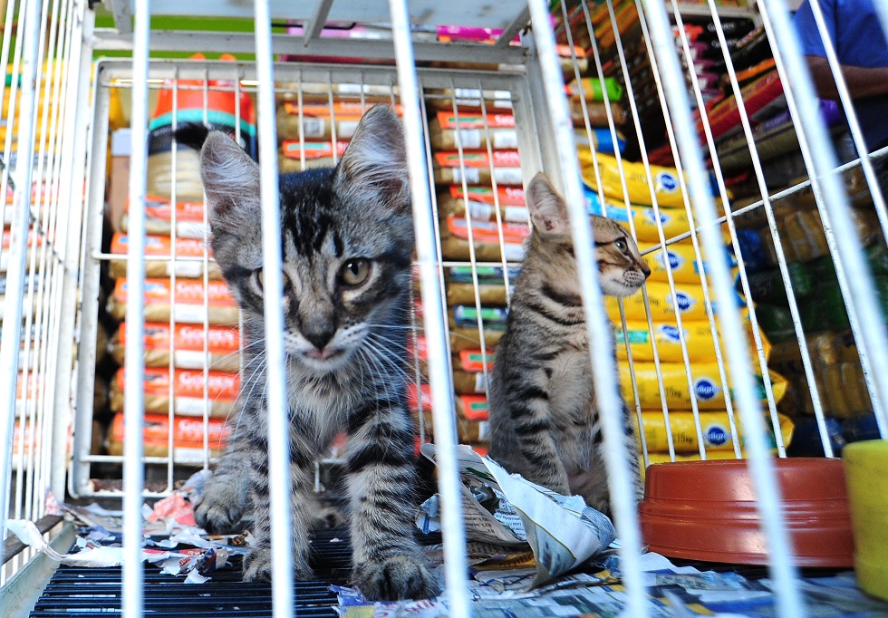 Senado vai votar projeto que proíbe a venda de cães e gatos em praças públicas