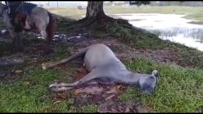 Cavalos morrem em fazenda após serem atingidos por raio em Cruzeiro do Sul