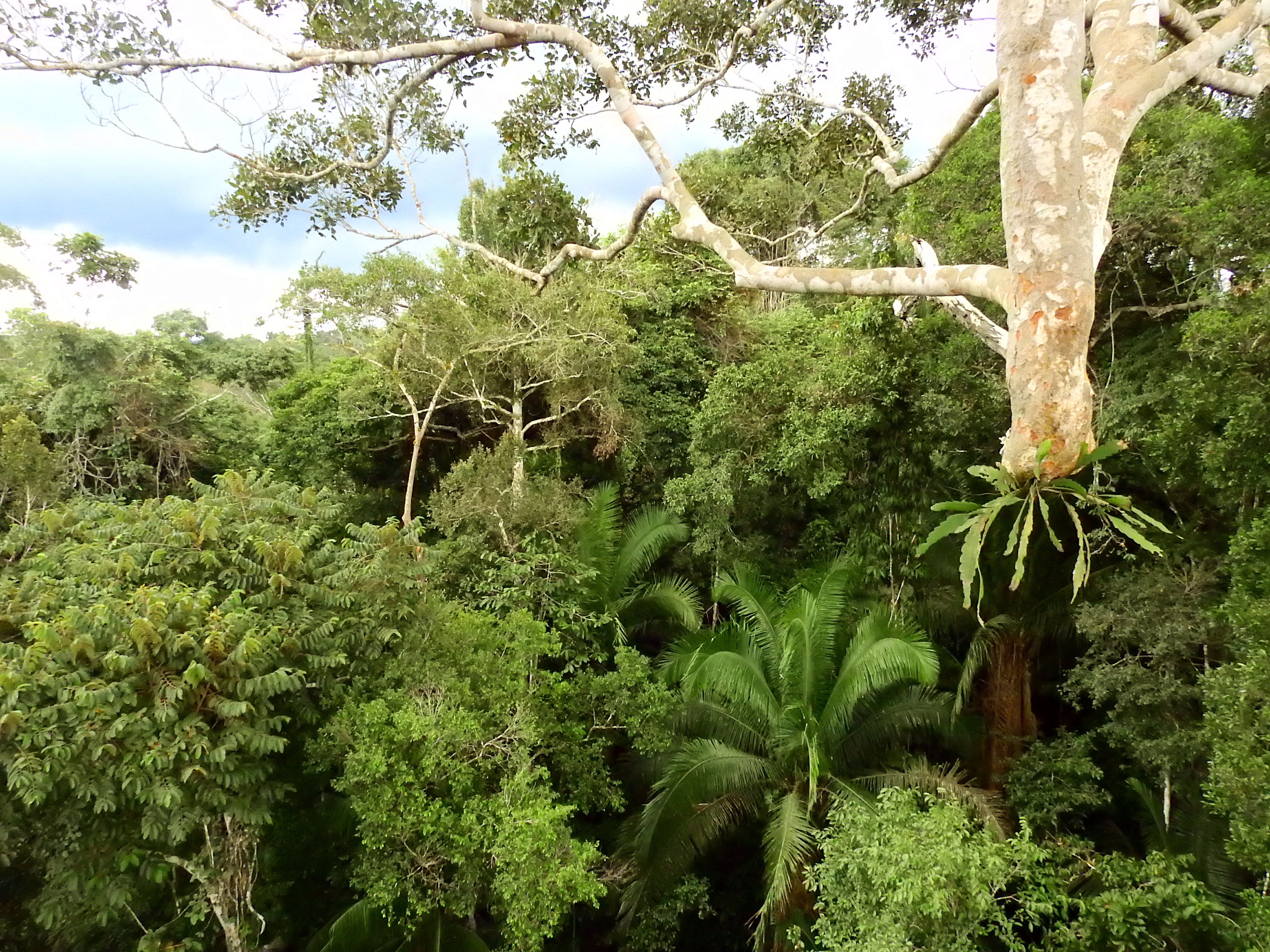 Parque Chandless sedia curso sobre plantas com pesquisadores do Rio de Janeiro e Nova York