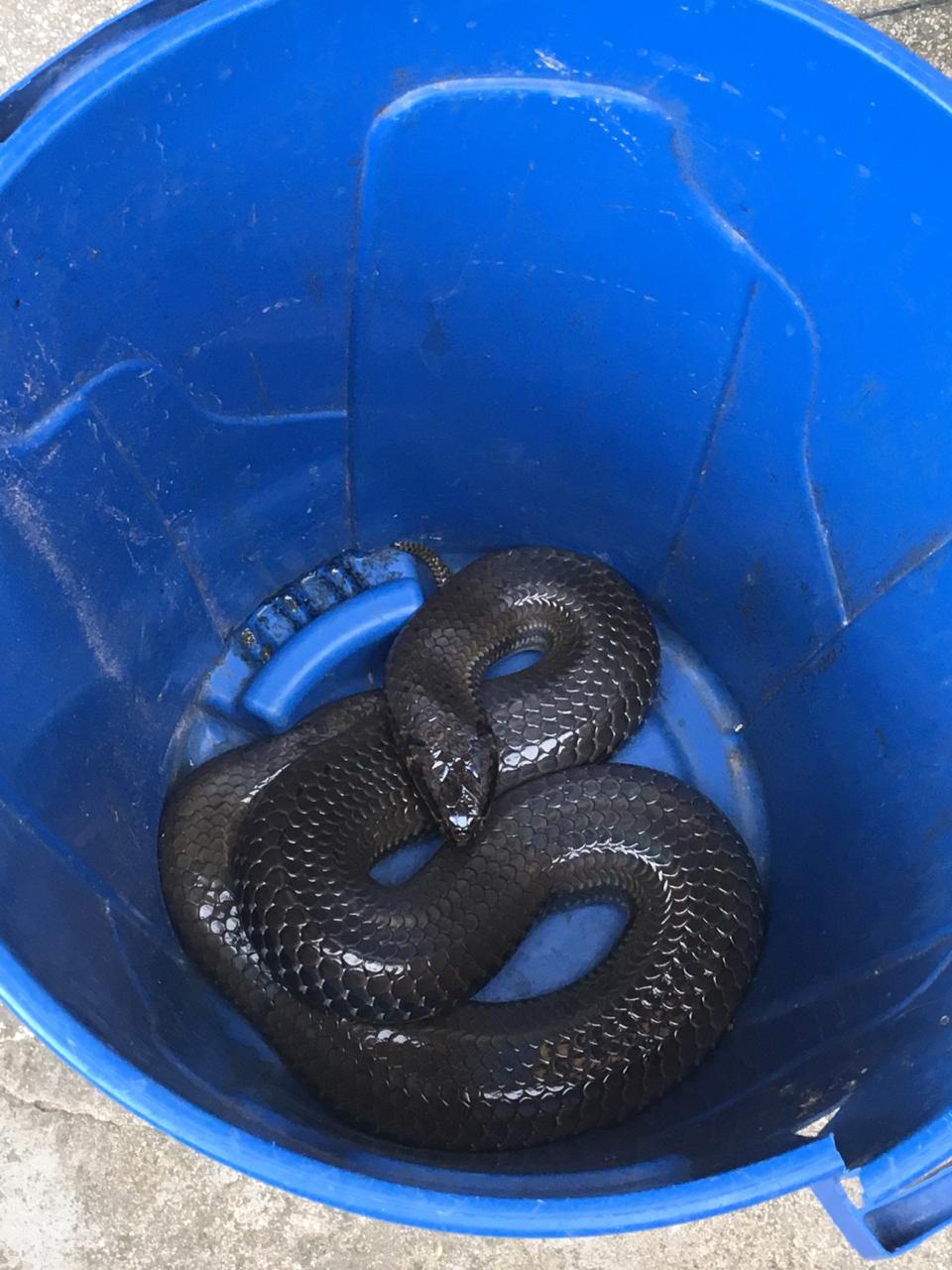 Serpente de quase 2 metros, devoradora de outras cobras, é capturada em Rio Branco