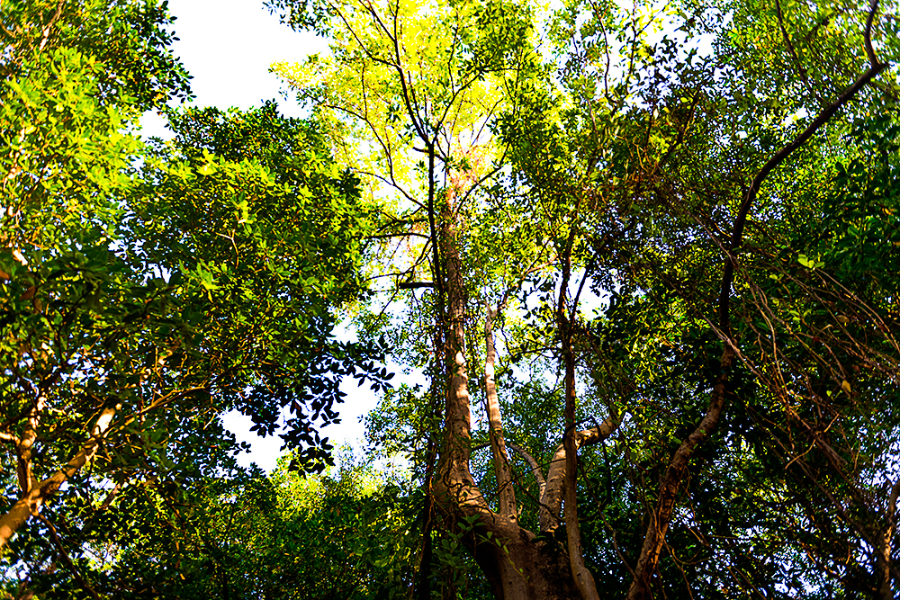 Mortes de árvores na Amazônia ocorrem mais no período de chuvas